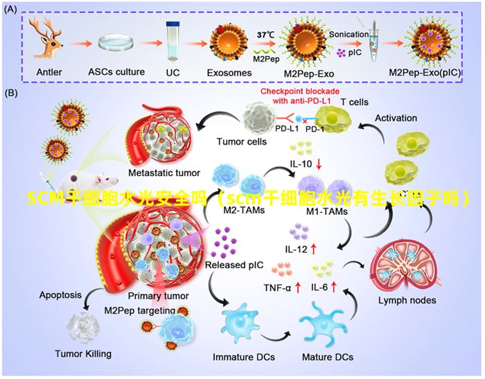 SCM干细胞水光安全吗（scm干细胞水光有生长因子吗）