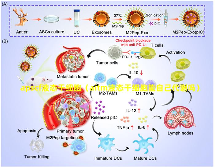 apscf液态干细胞（aitm液态干细胞能自己代谢吗）