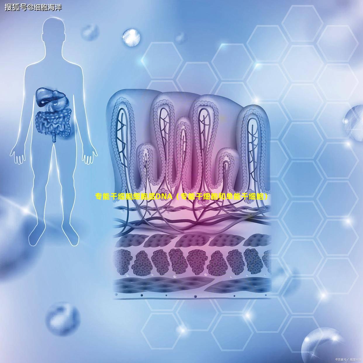 专能干细胞细胞质DNA（专能干细胞和单能干细胞）