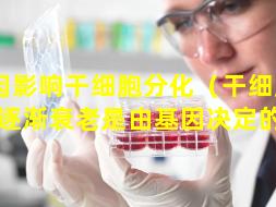 基因影响干细胞分化（干细胞分化后逐渐衰老是由基因决定的吗）