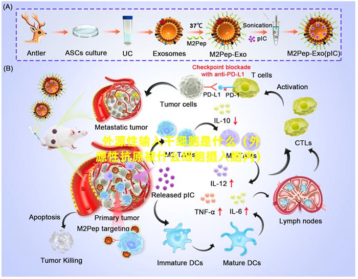 外源性输入干细胞是什么（外源性抗原被什么细胞摄入胞内）