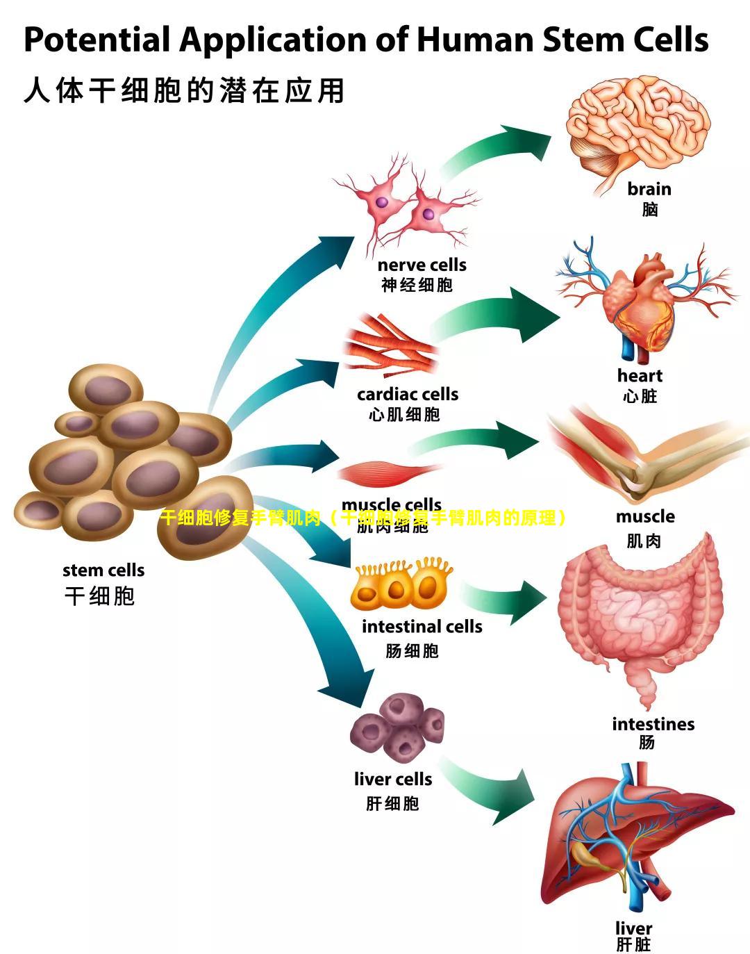 干细胞修复手臂肌肉（干细胞修复手臂肌肉的原理）