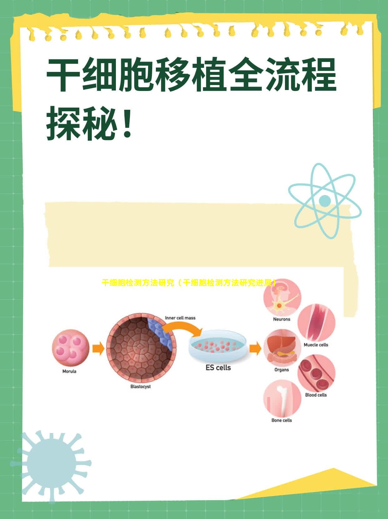 干细胞检测方法研究（干细胞检测方法研究进展）